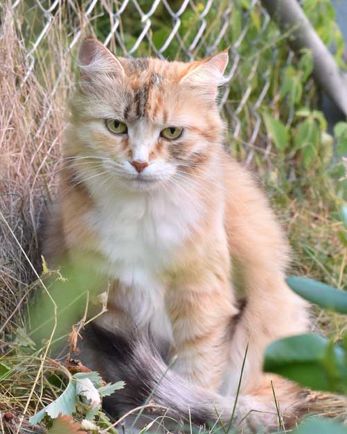 sibirisk katt Dani