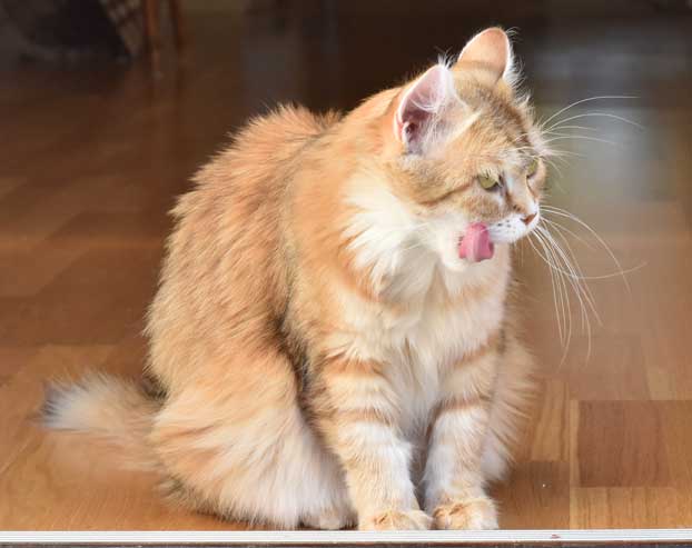 sibirisk katt Uni