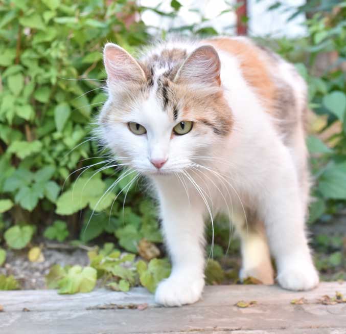 sibirisk katt Tracie