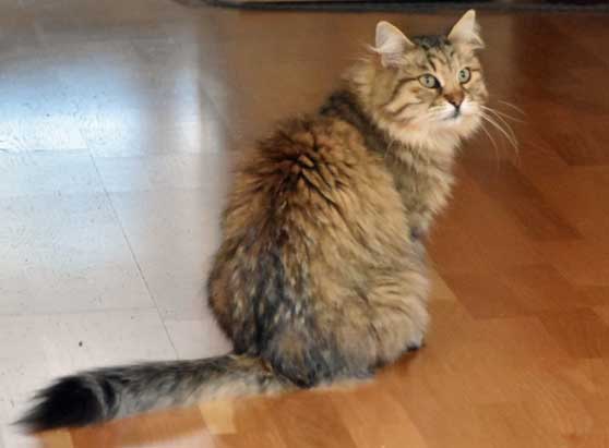 sibirisk katt Gabbie