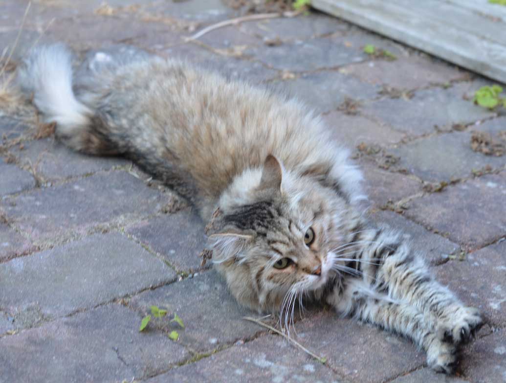 sibirisk katt Gabbie