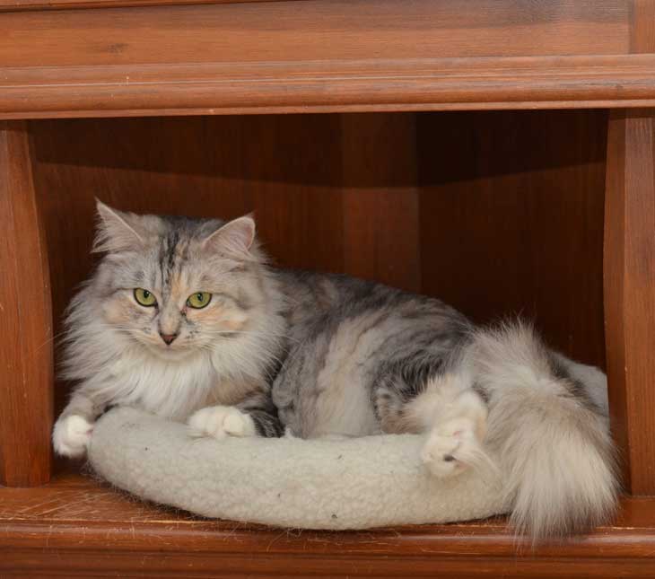 sibirisk katt Zinnie