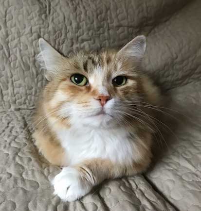 sibirisk katt Dani