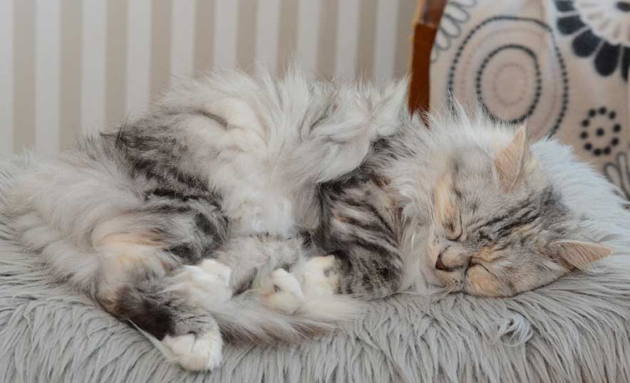 sibirisk katt Zinnie