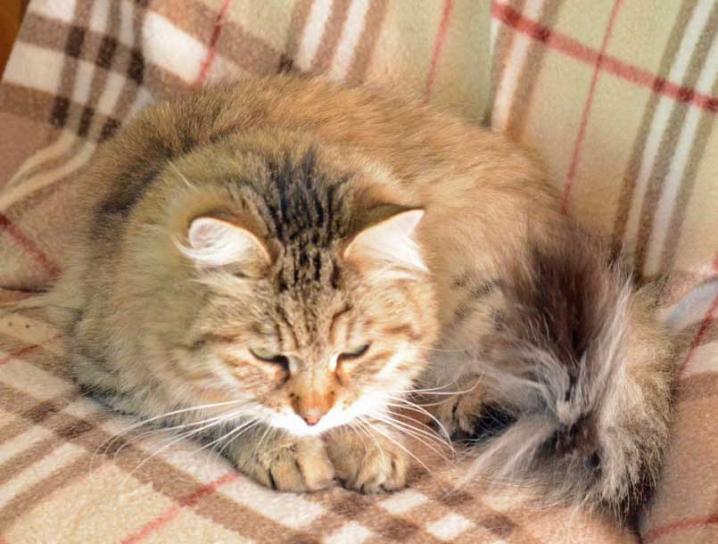 sibirisk katt Gabbie
