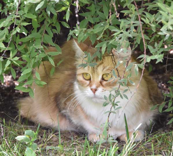 sibirisk katt Uni