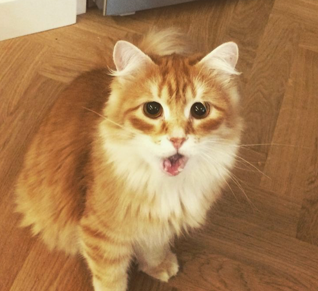 sibirisk katt Irwin