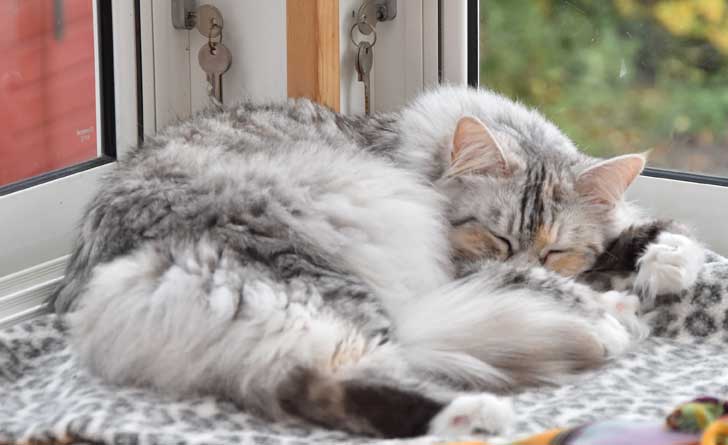 sibirisk katt Zinnie