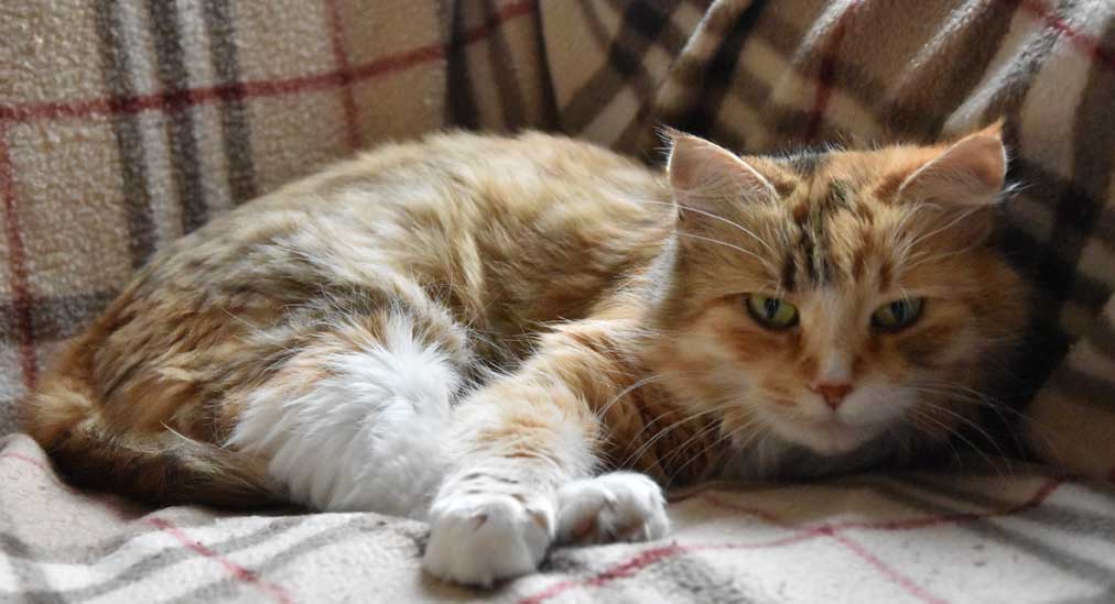 sibirisk katt Dani
