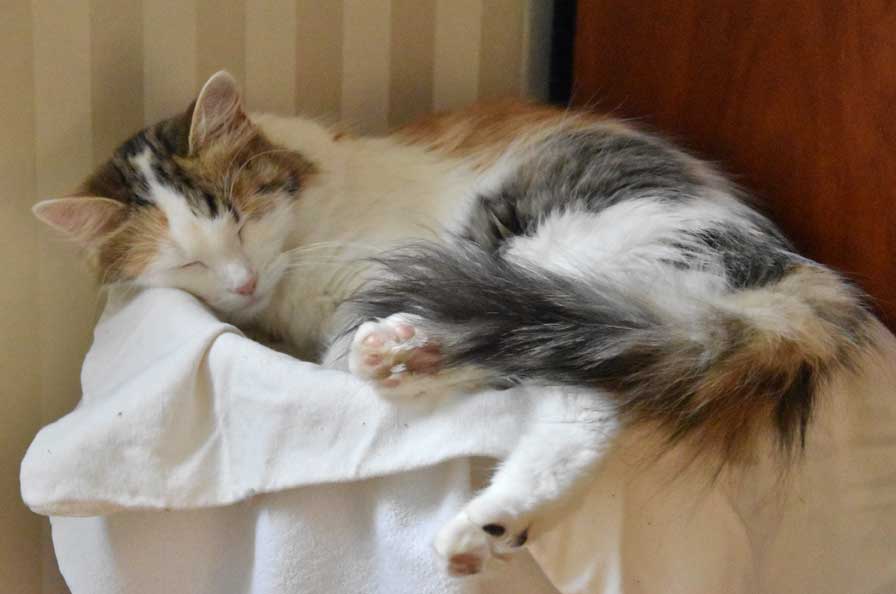 sibirisk katt Tracie