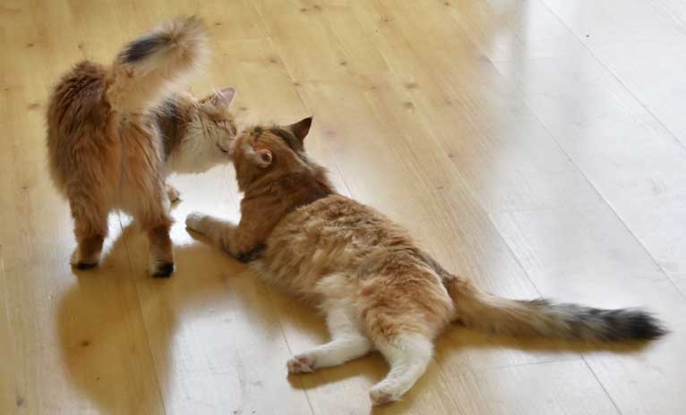 sibirisk katt Uni Dani