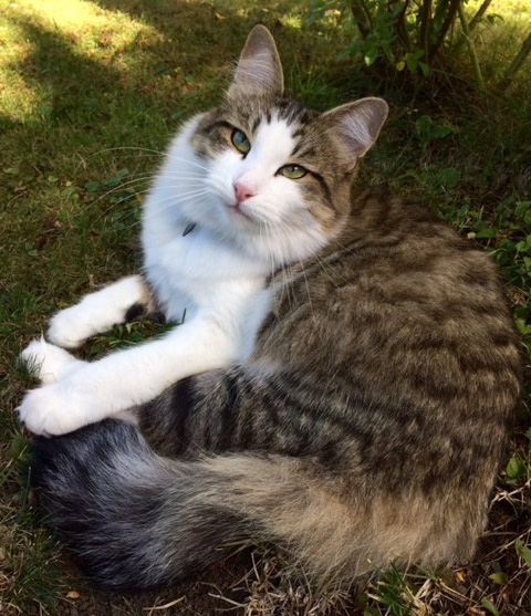 sibirisk katt Hubble