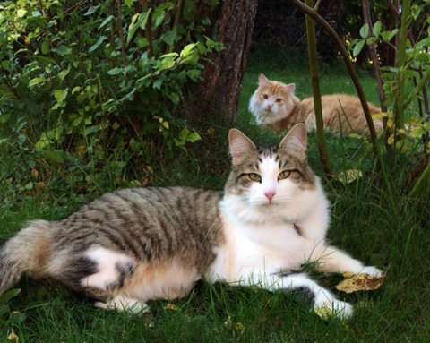 sibirisk katt Hubble o Ivan