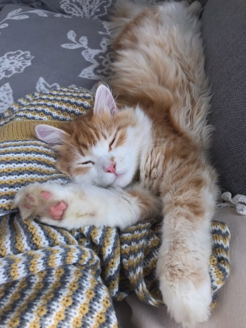 sibirisk katt Ivan
