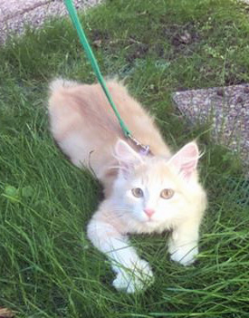 Sibirisk kattunge Magni