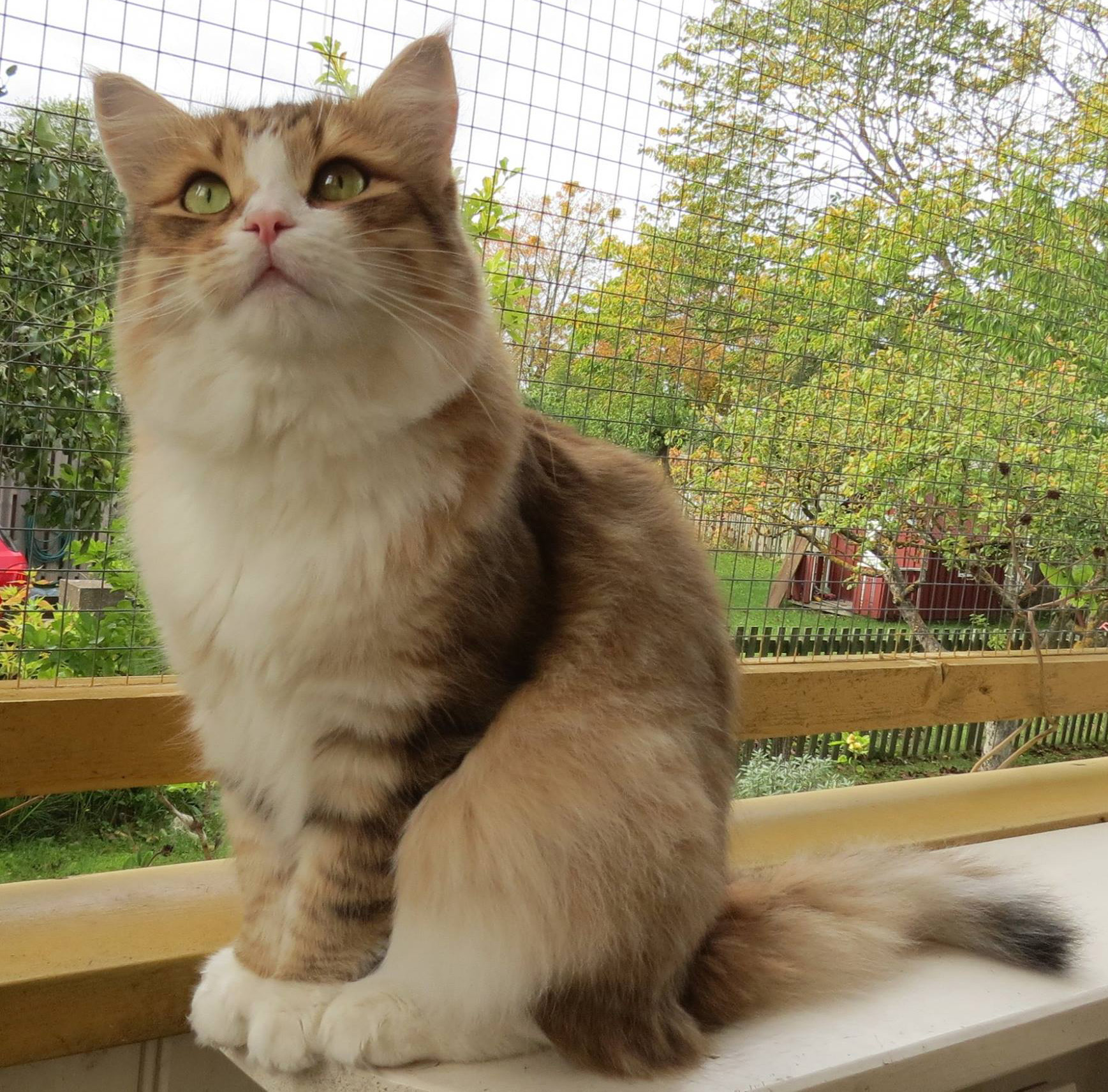sibirisk katt Galileo