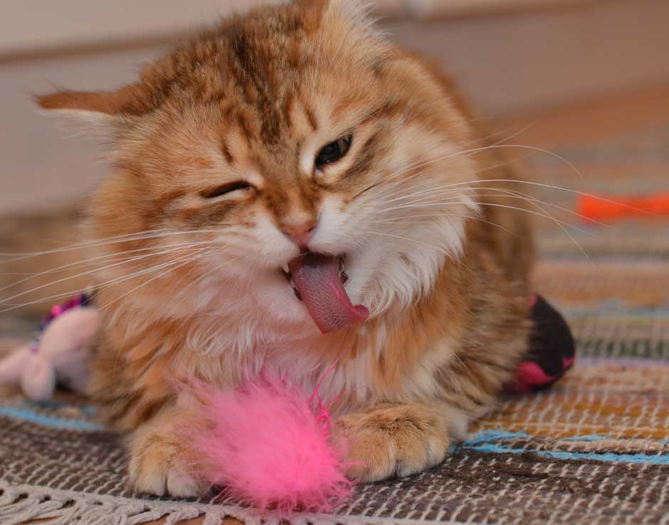 sibirisk katt Ilos
