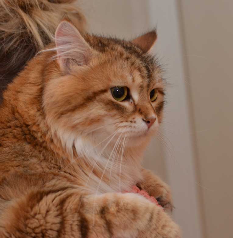 sibirisk katt Ilos
