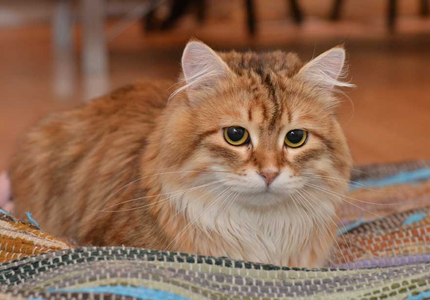 sibirisk katt Ilos