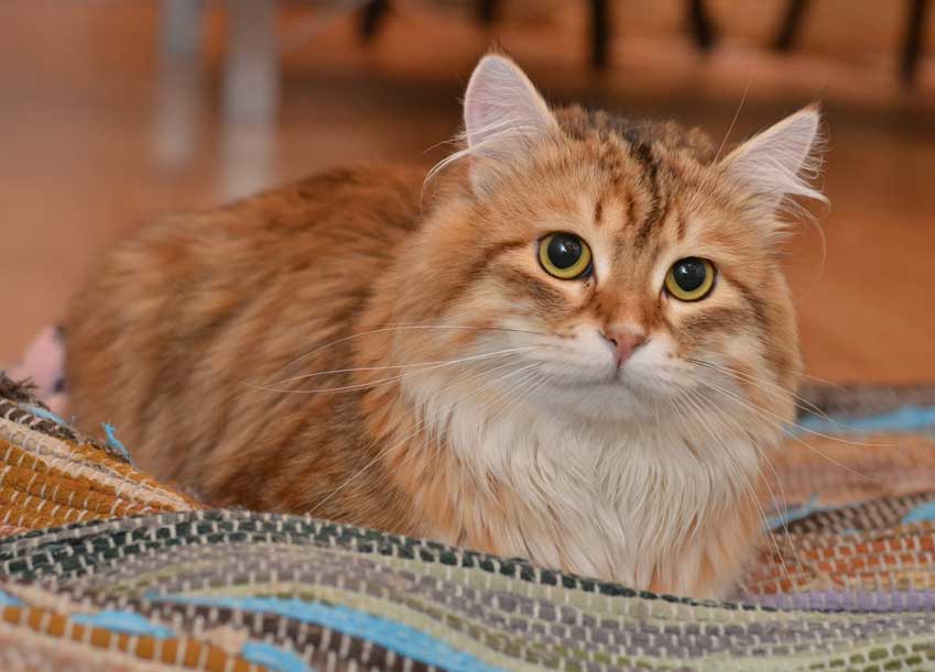 sibirisk katt Ilos
