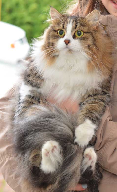 sibirisk katt Europa