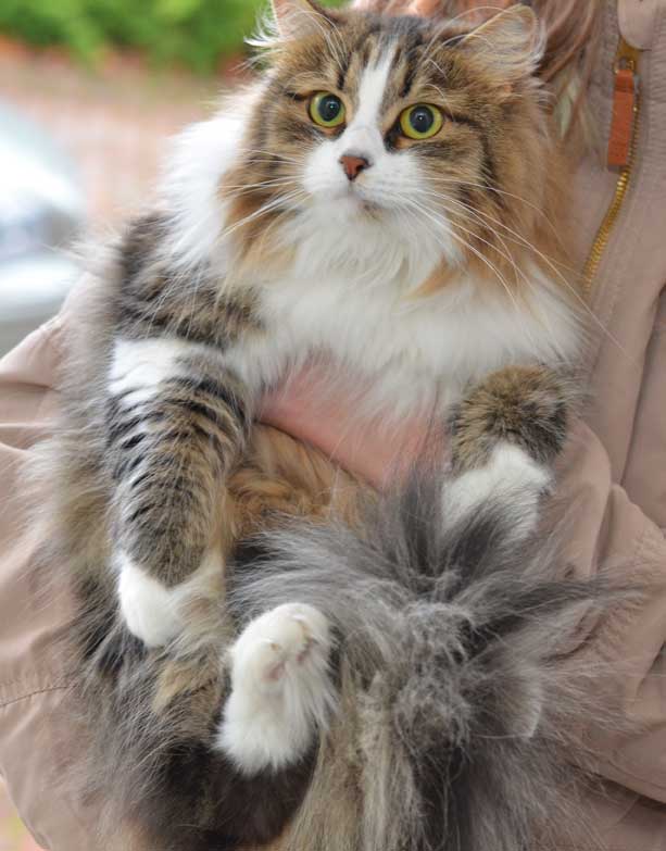 sibirisk katt Europa