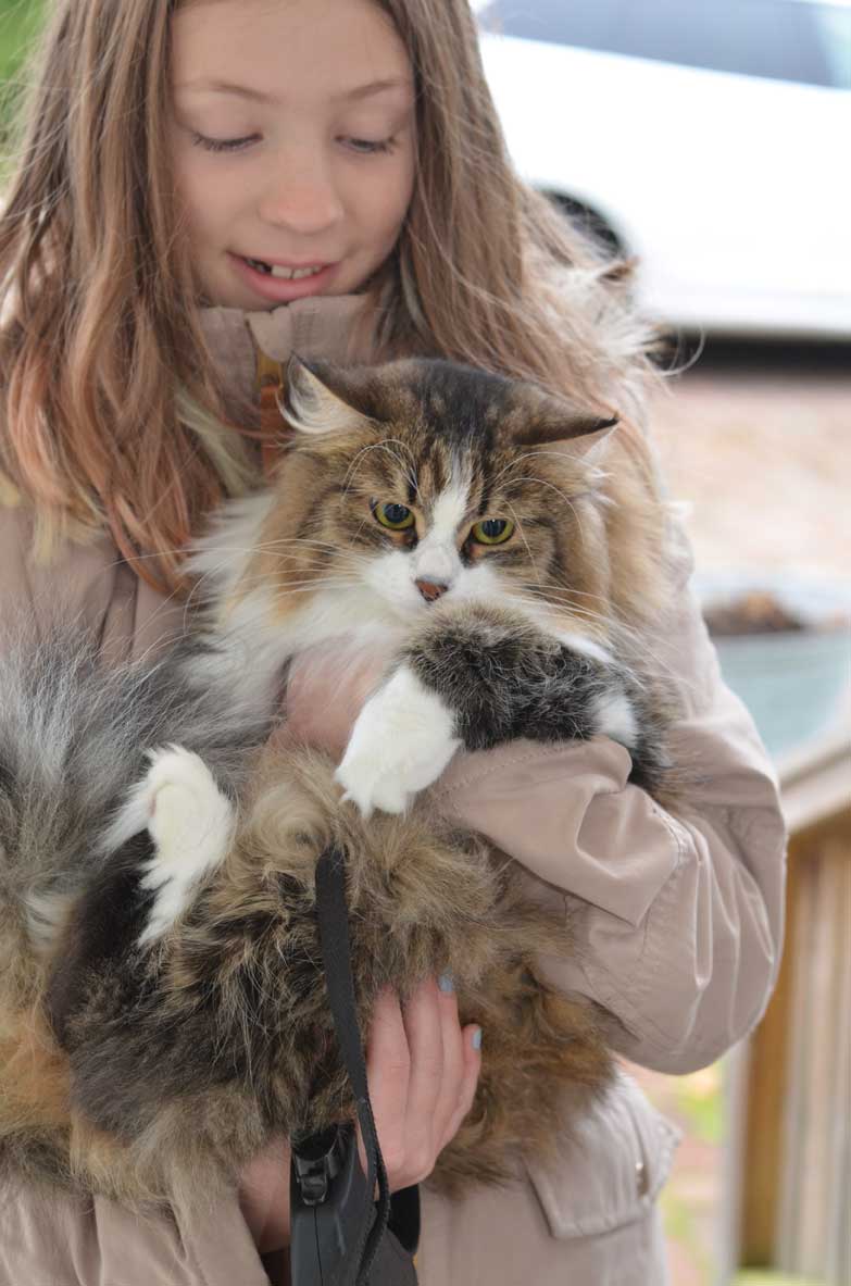 sibirisk katt Europa