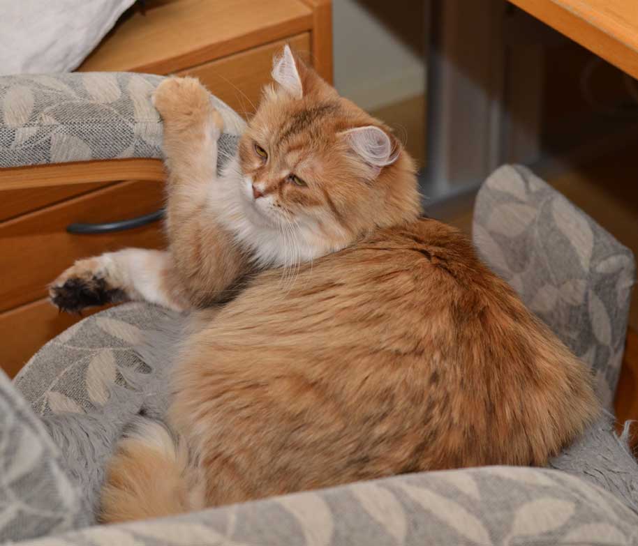 sibirisk katt Uni