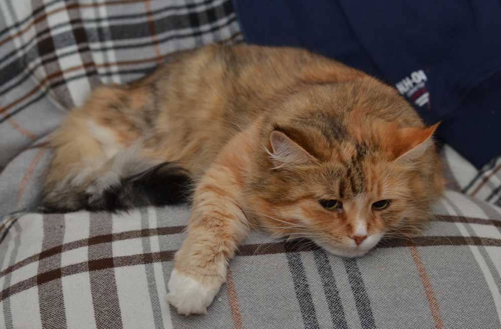 Sibirisk katt Dani