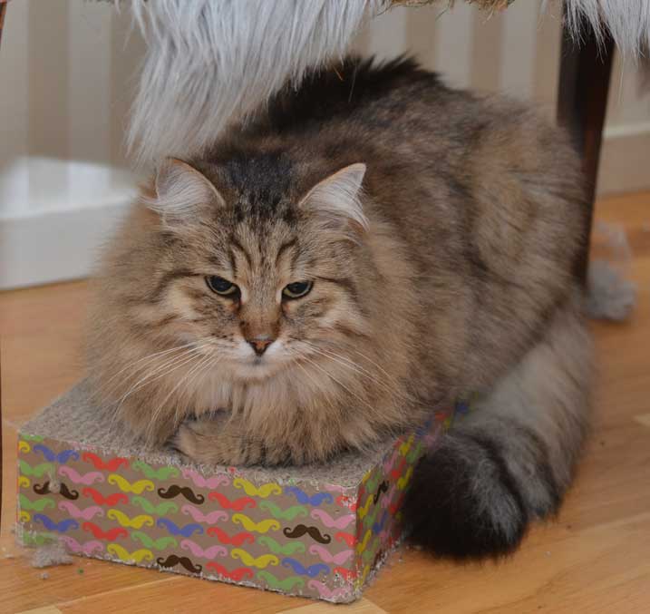 Sibirisk katt Gabbie