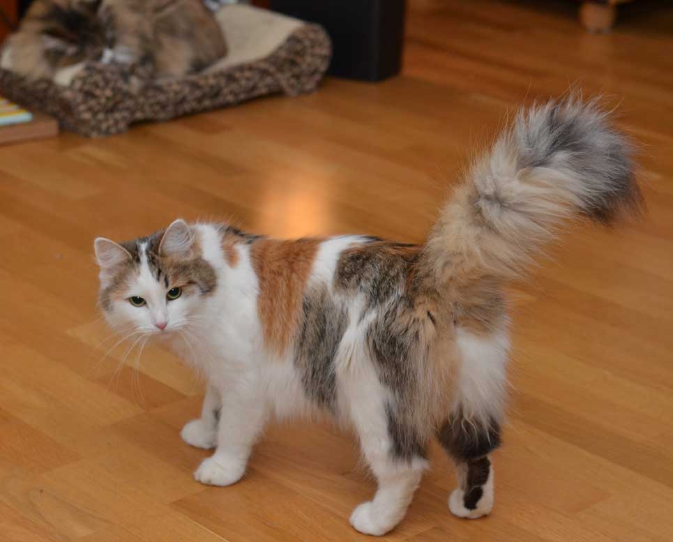 sibirisk katt Tracie