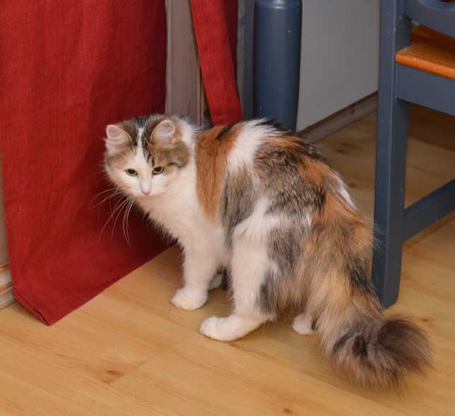 sibirisk katt Tracie