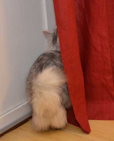 Sibirisk katt Zinnie