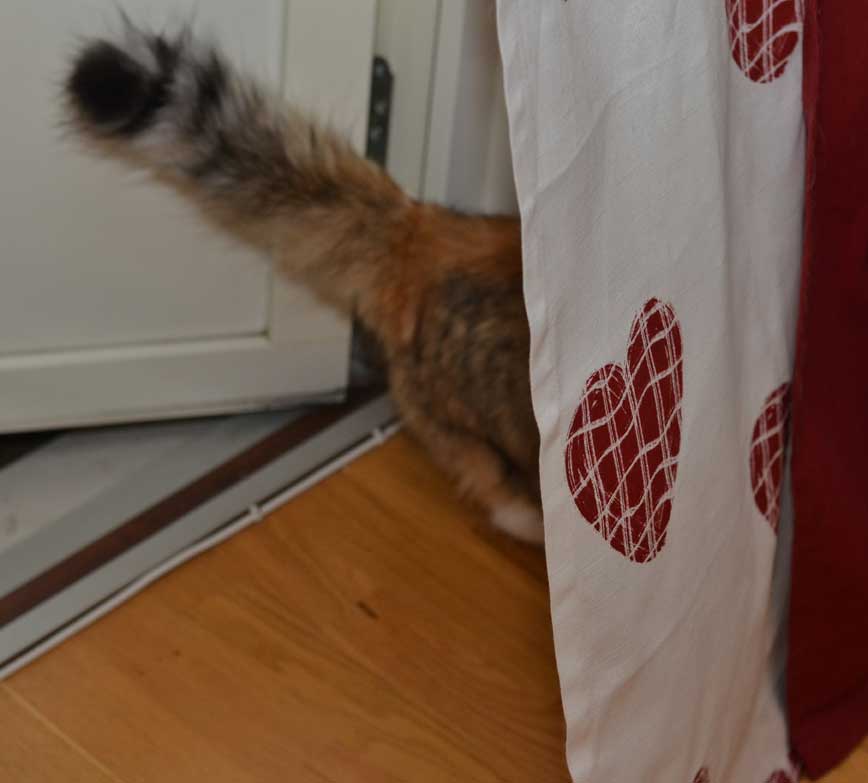 Sibirisk katt Dani