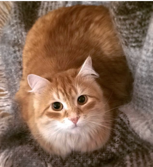 Sibirisk katt Irwin