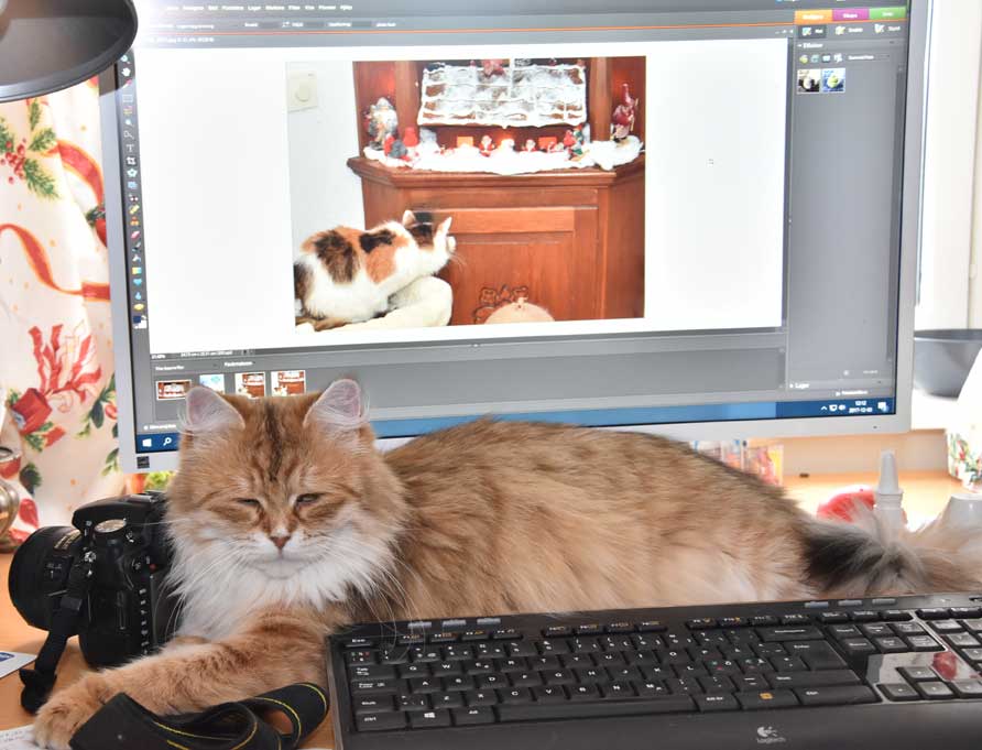 sibirisk katt Uni