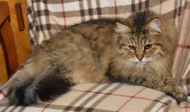 sibirisk katt Gabbie
