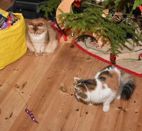 sibirisk katt Uni Tracie