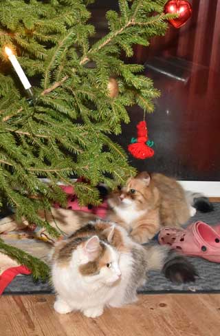 Sibirisk katt Dani Tracie
