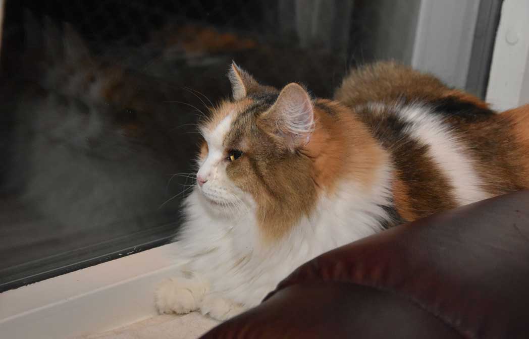 sibirisk katt Colbie