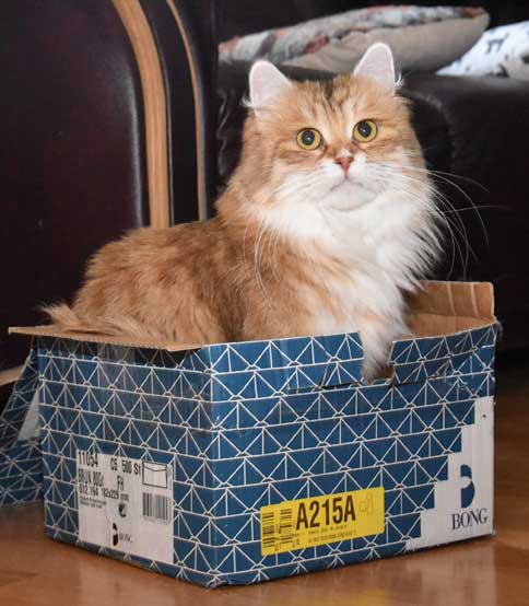 sibirisk katt Uni