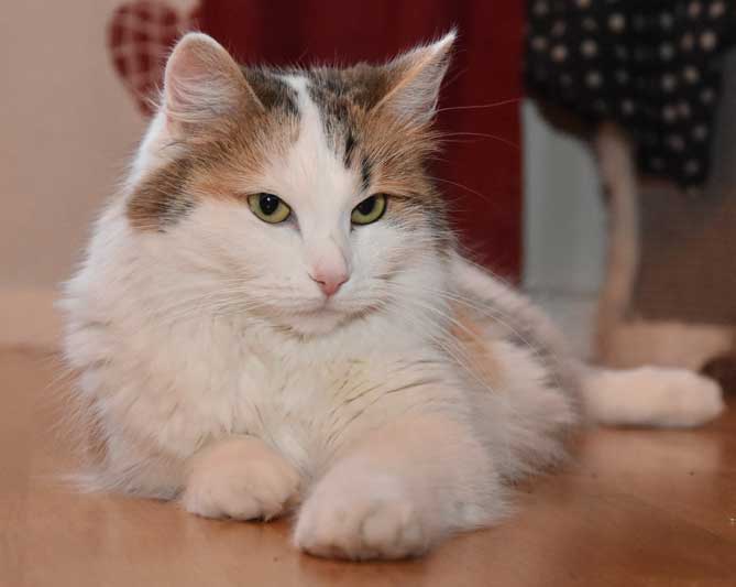 sibirisk katt Tracie