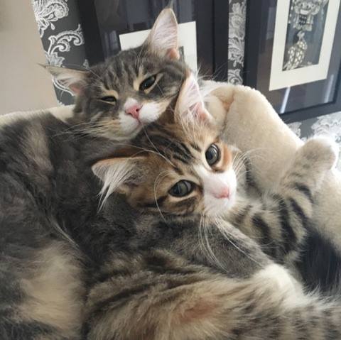 sibirisk katt Libra och Leo