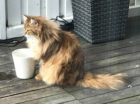sibirisk katt Ul