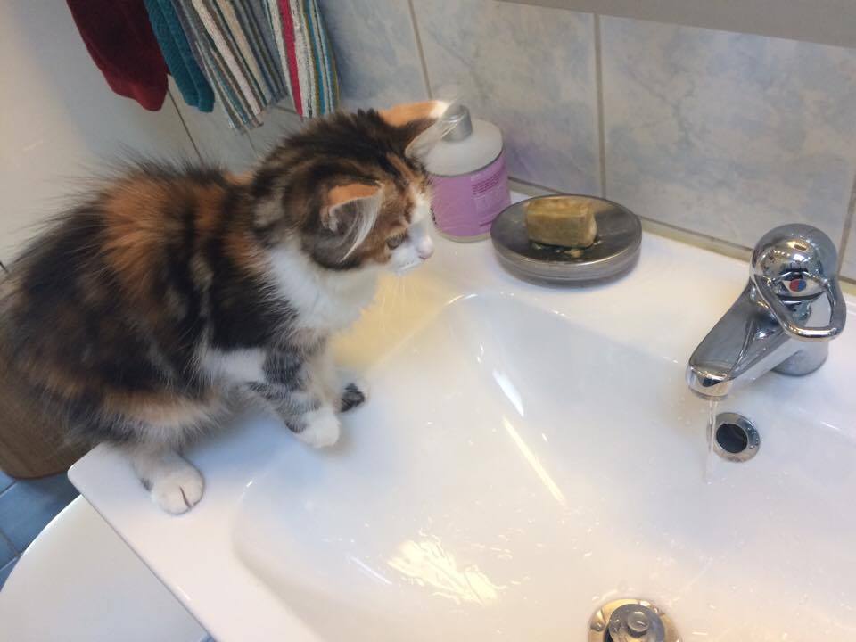 sibirisk katt Katja