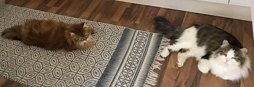 sibirisk katt Ul och Pluto