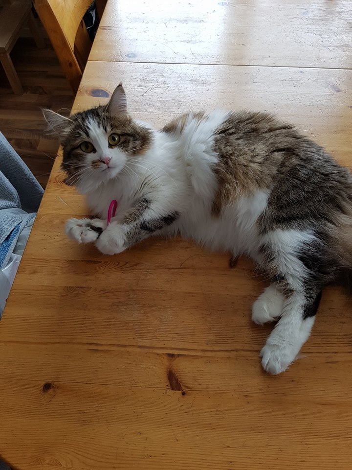 sibirisk katt Electra
