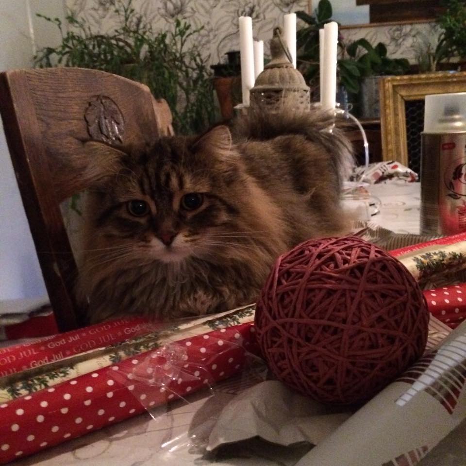 sibirisk katt Vincente