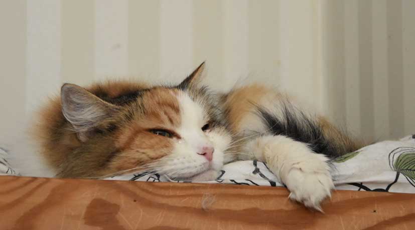 sibirisk katt Colbie