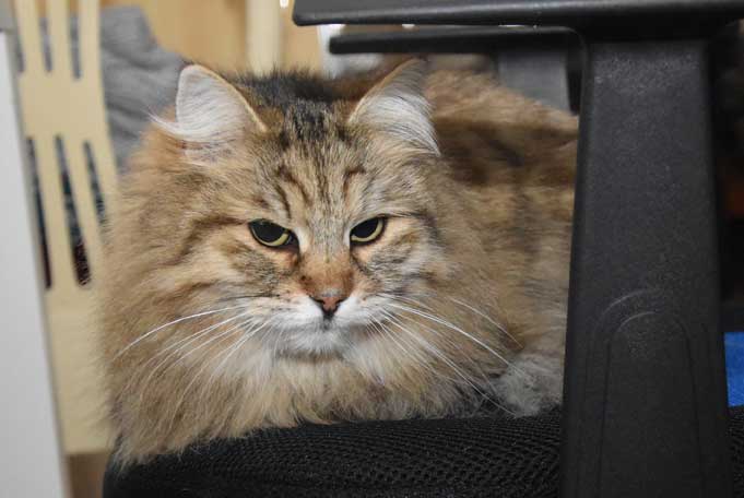 sibirisk katt Gabbie